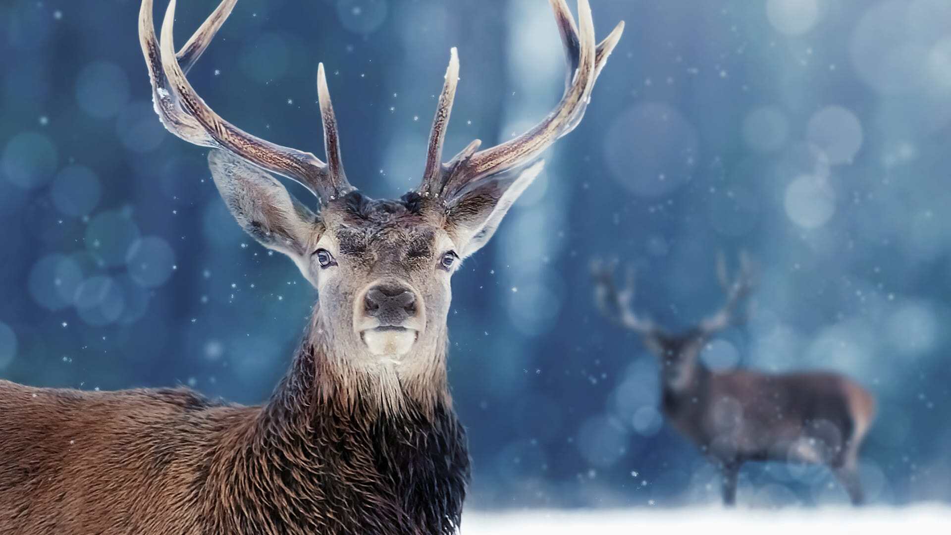 ცხოველები თოვლში / Snow Animals