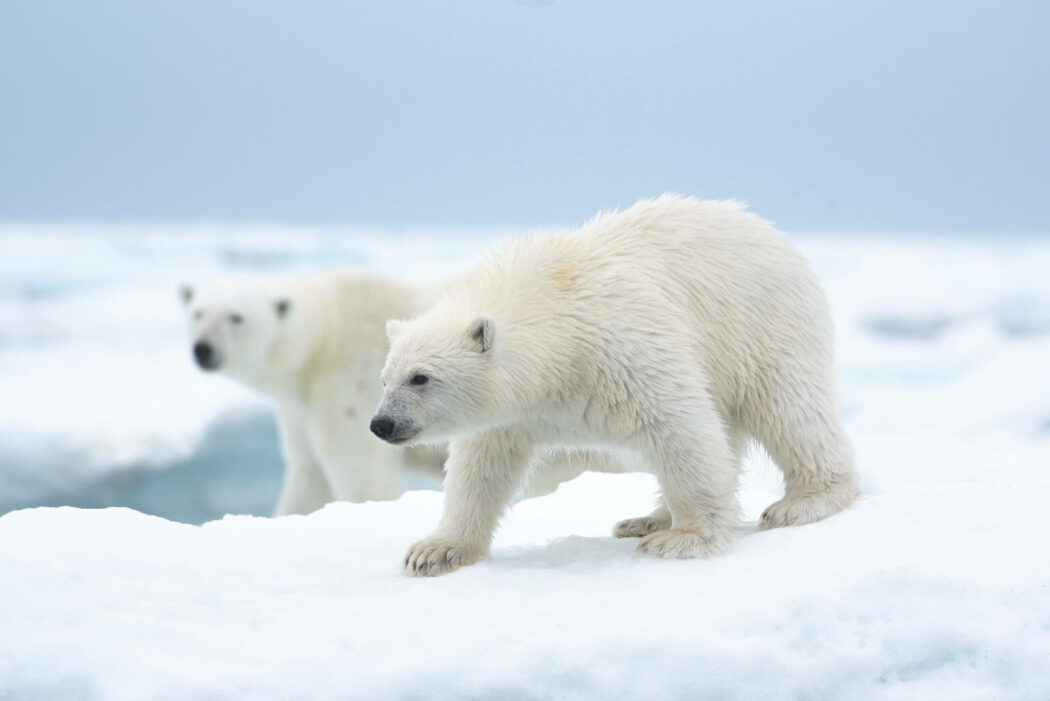 დათვის თვითმხილველები / Bear Witness