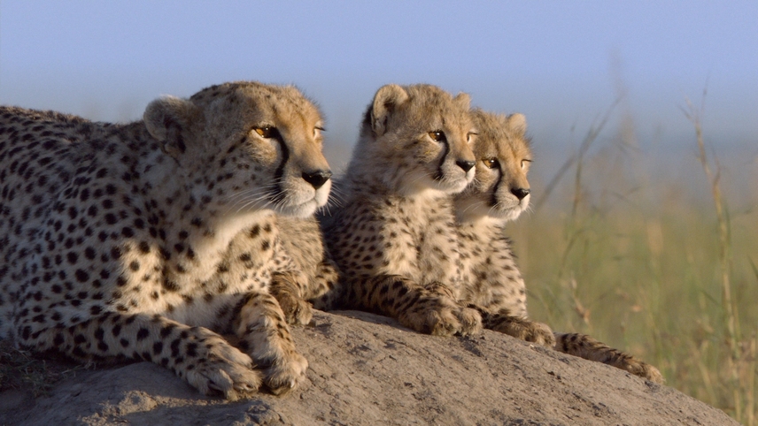 აფრიკული კატები / African Cats