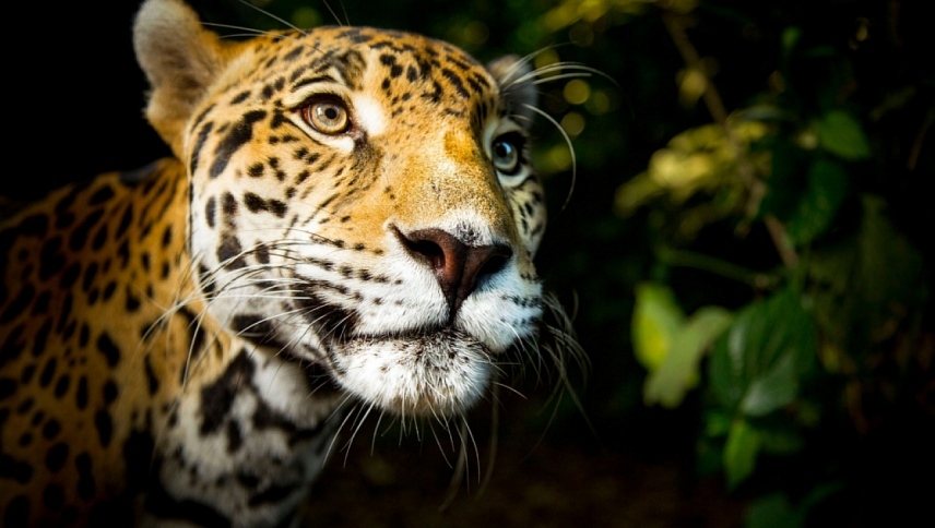 დიდი კატები / Big Cats
