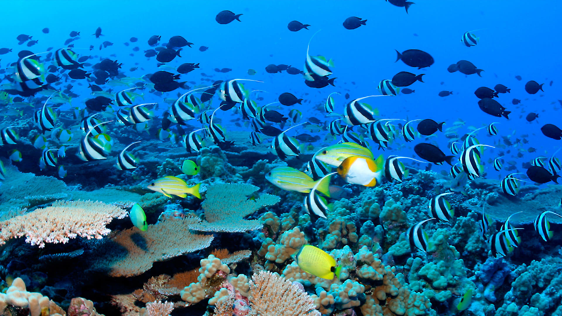 ლურჯი პლანეტა / The Blue Planet