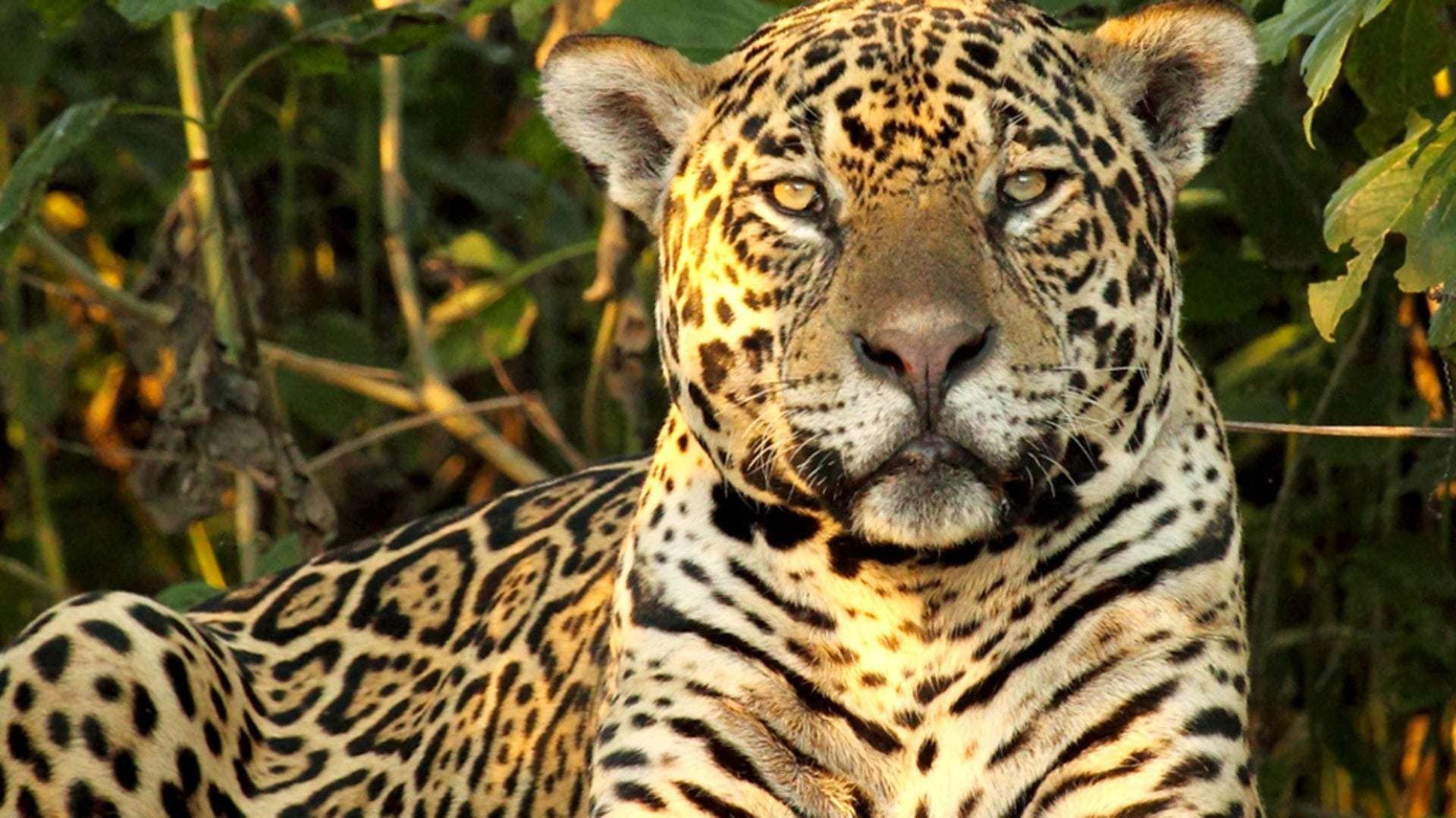 ველური ბრაზილია / Wild Brazil