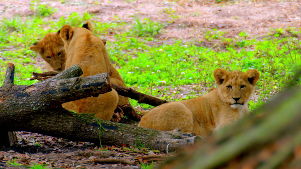 Baby Animals