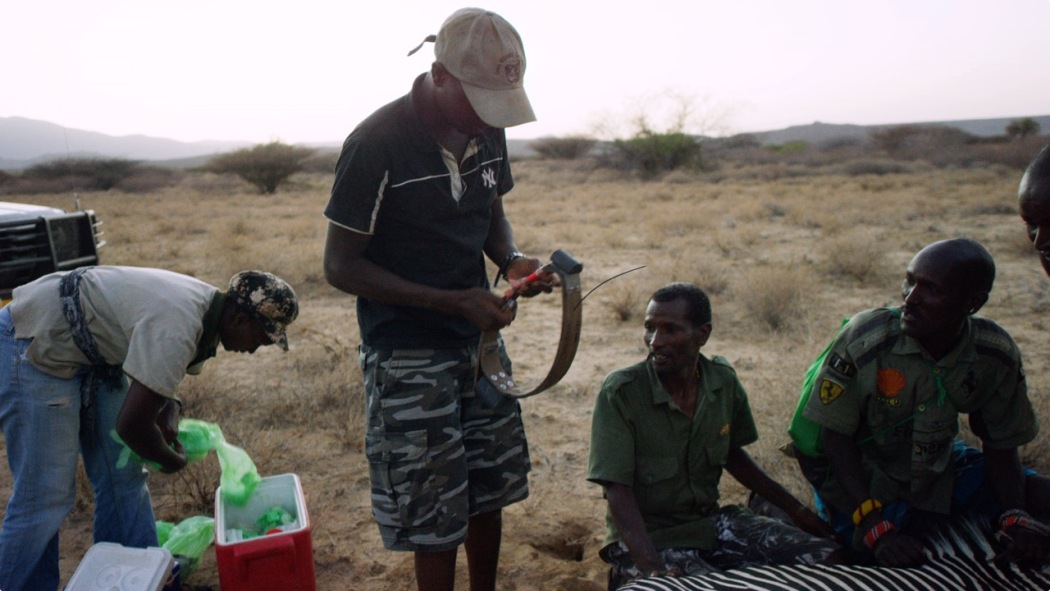 Kenya Wildlife Diaries