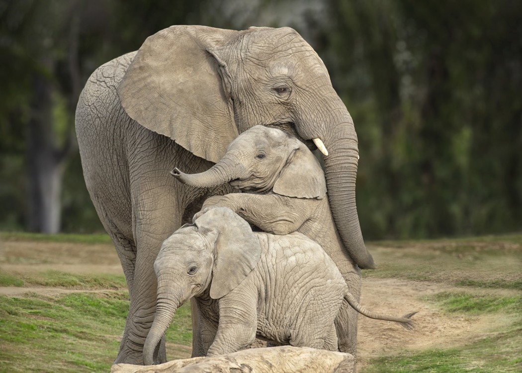ზოოპარკი: სან დიეგო / The Zoo: San Diego