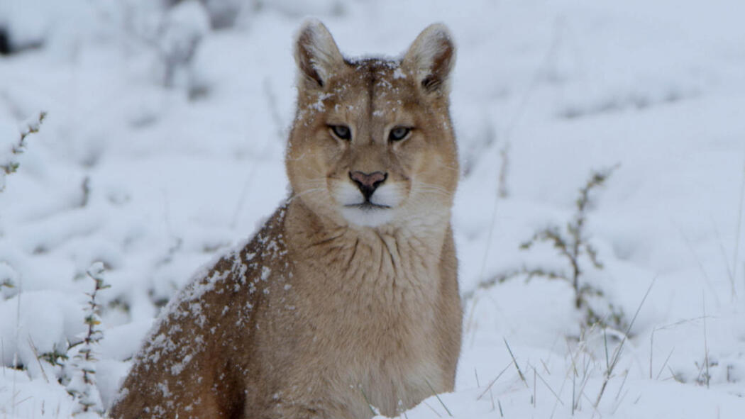 Winter's Hidden Wonders