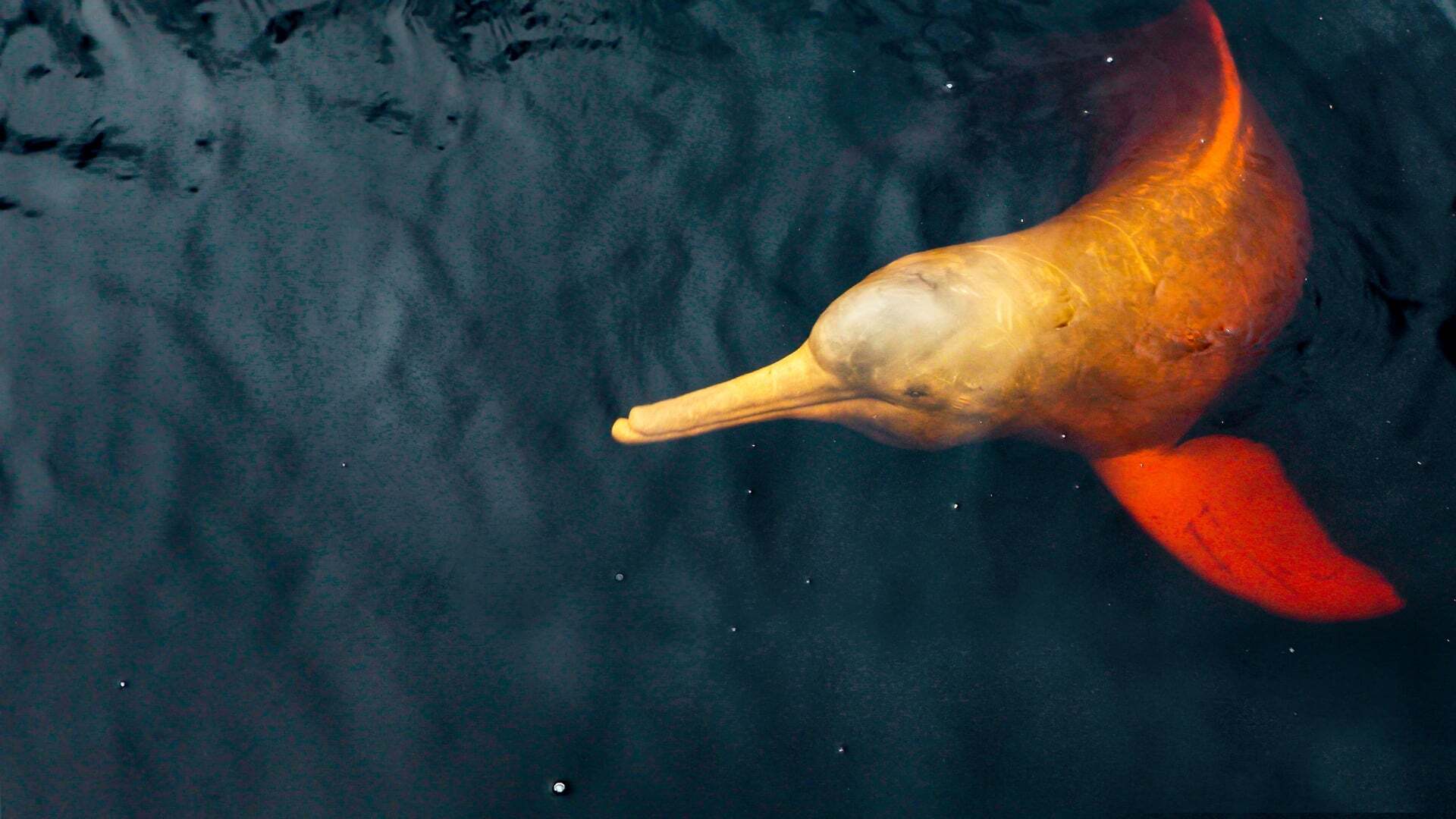 South America's Weirdest Animals