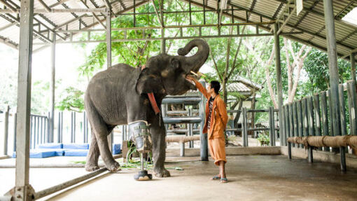 Elephant Hospital