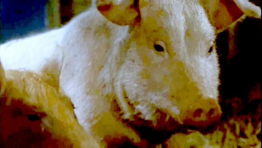 ცხოველთა ფერმა / Animal Farm