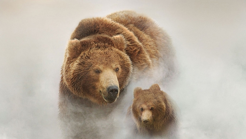 დათვების მიწა / Land of the Bears