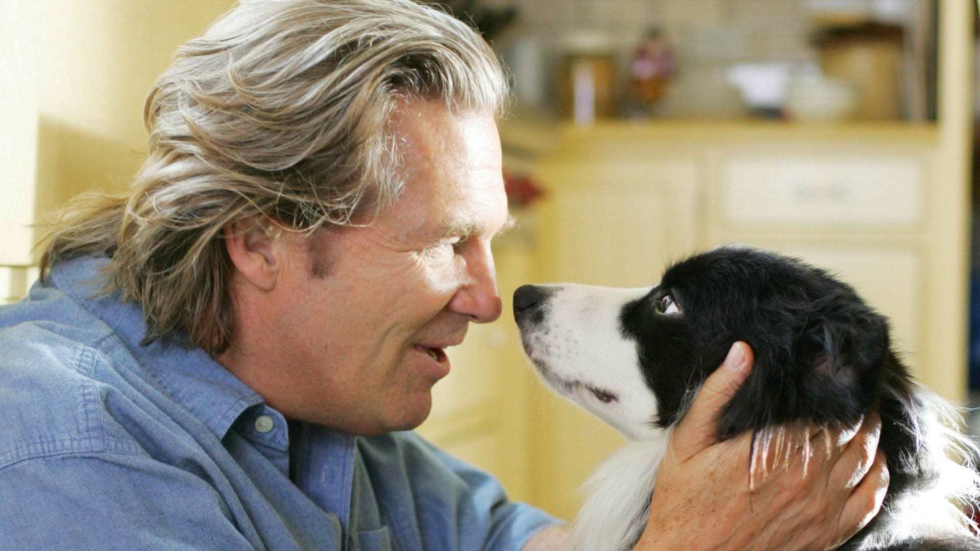 ძაღლის წელი / A Dog Year