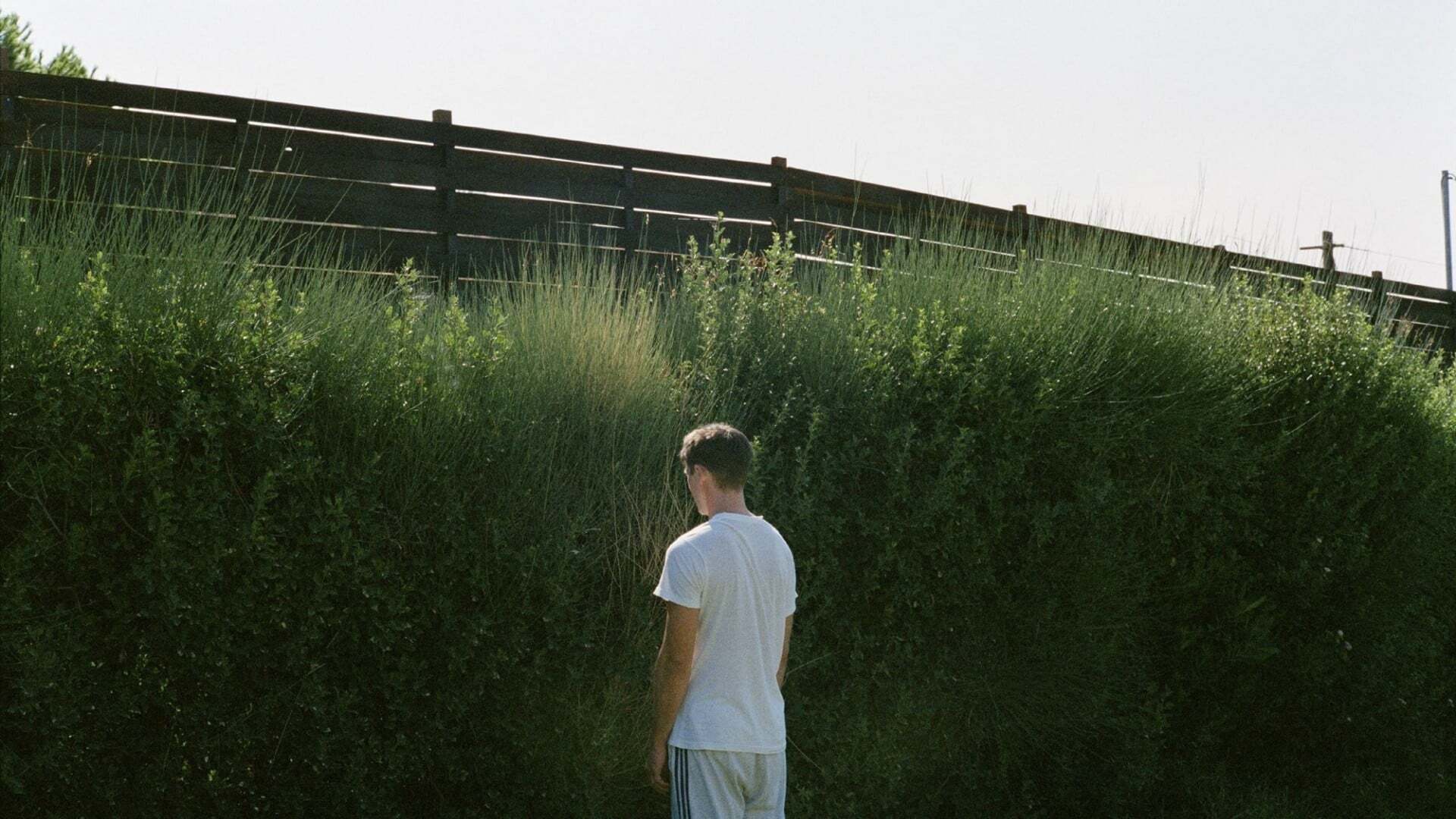 ეშვი / Dogtooth