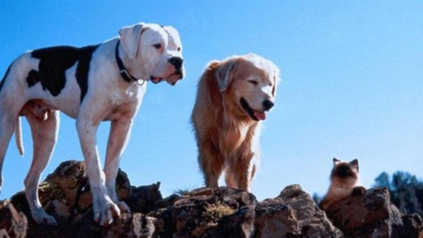 გზა შინისაკენ: საოცარი მოგზაურობა / Homeward Bound: The Incredible Journey