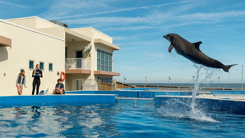დელფინი ბერნი / Bernie The Dolphin