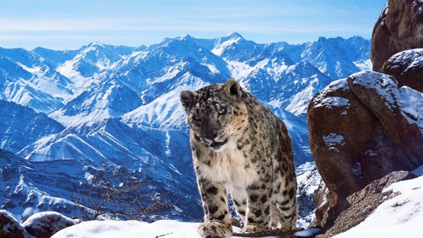 პლანეტა დედამიწა II / Planet Earth II