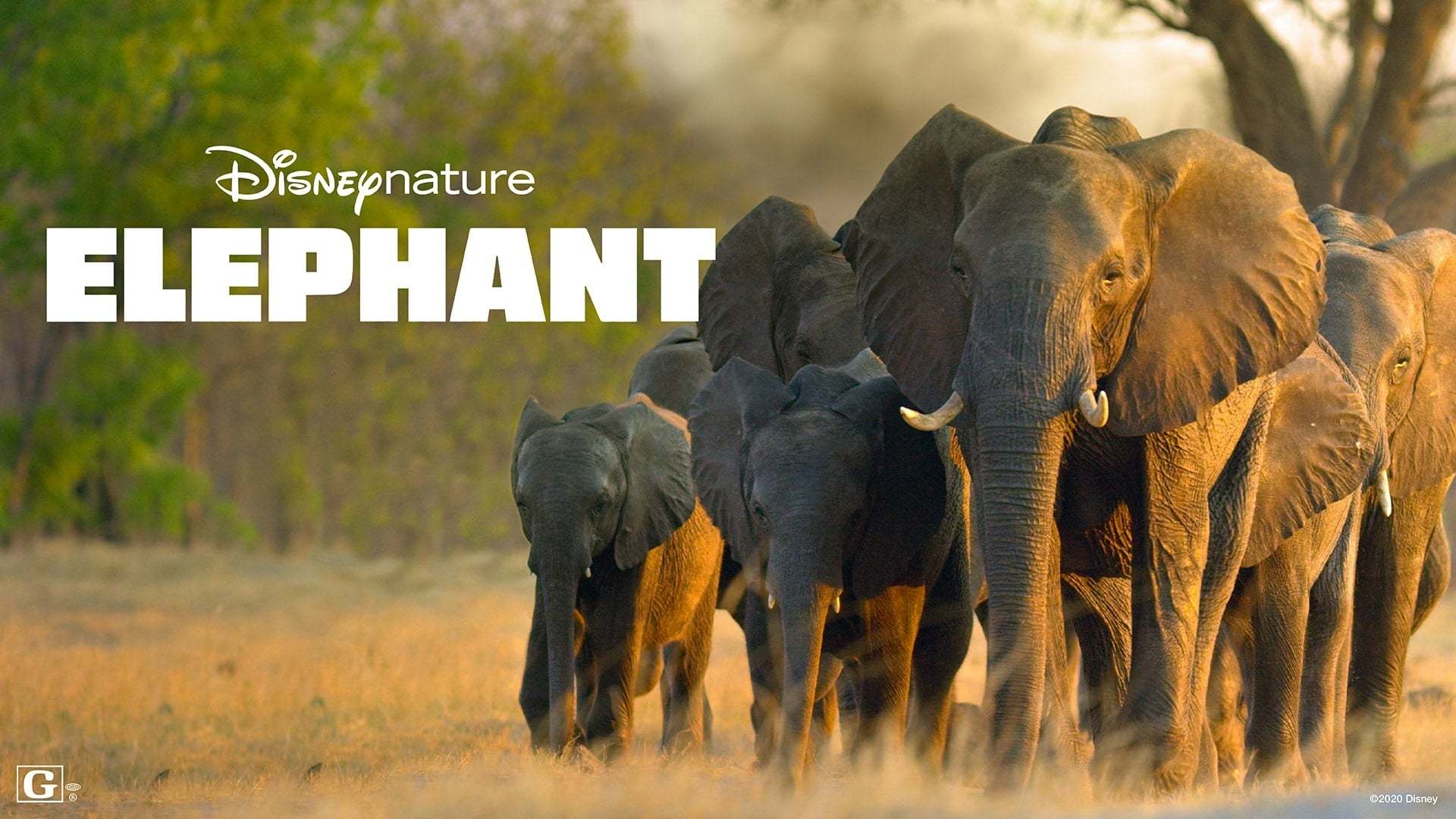 სპილო / Elephant