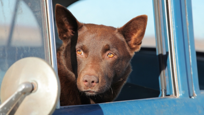 წითური ძაღლი / Red Dog