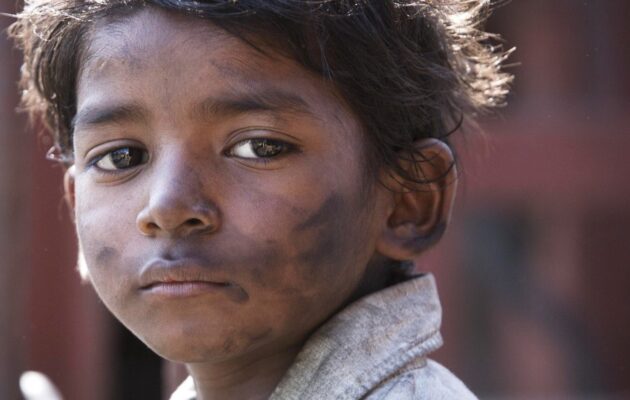 ლომი / Lion ( ქართულად )